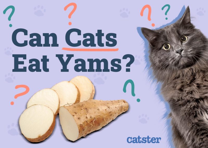 Can Cats Eat Yams