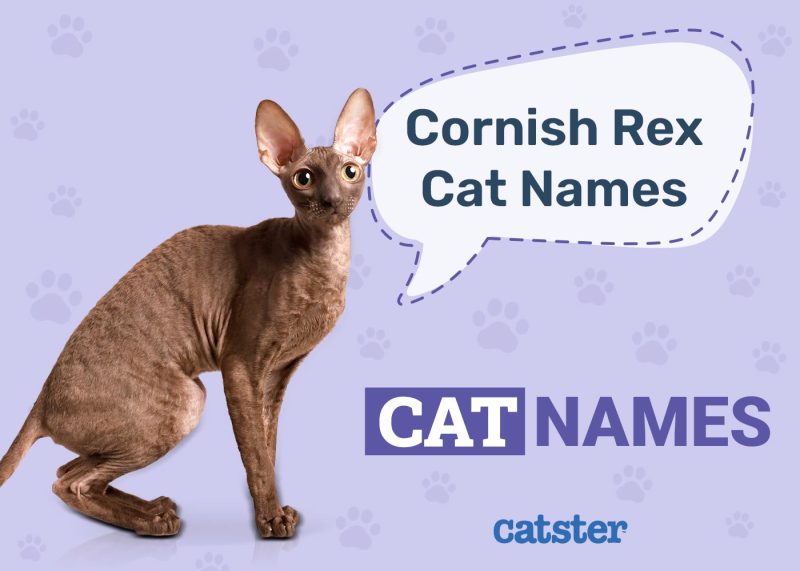 Great Names for Cornish Rex Cats