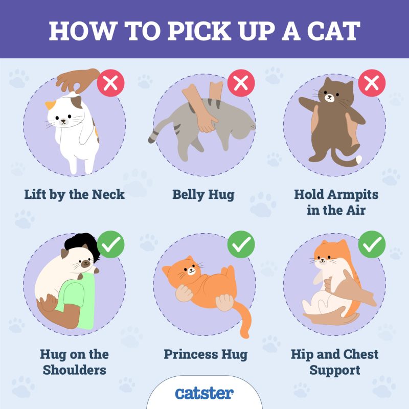 How to Pick up a Cat Infographic