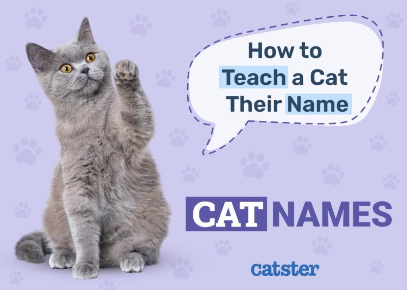 How to Teach a Cat Their Name