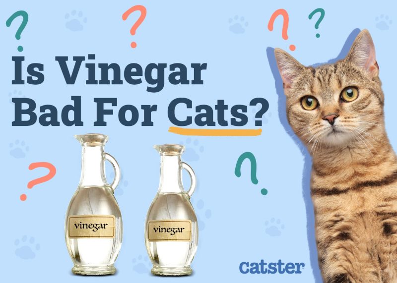 Is Vinegar Bad for Cats