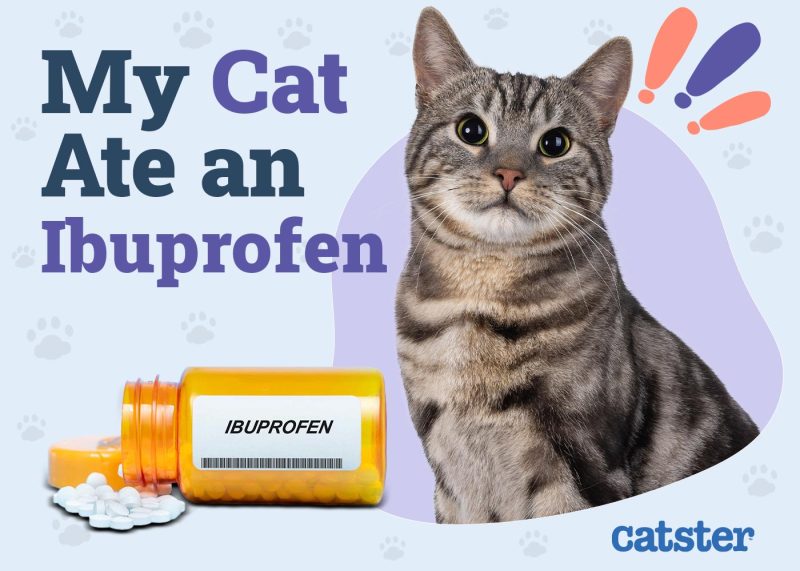 My Cat Ate Ibuprofen