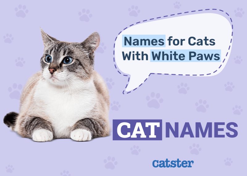 Fitting Names for Cats With White Paws