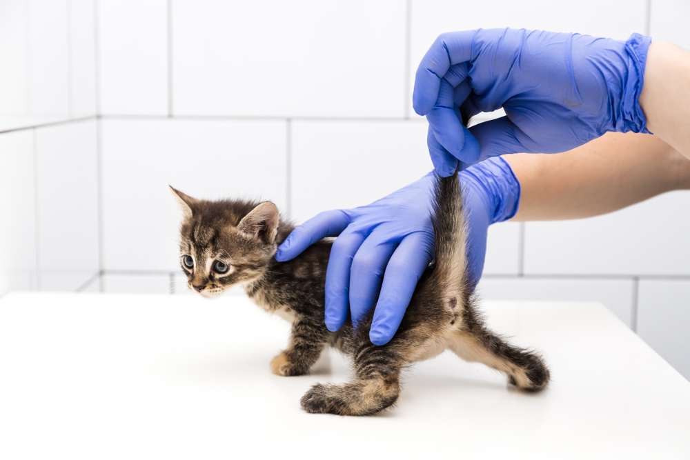 Checkup-and-treatment-of-kitten-at-a-vet-clinic