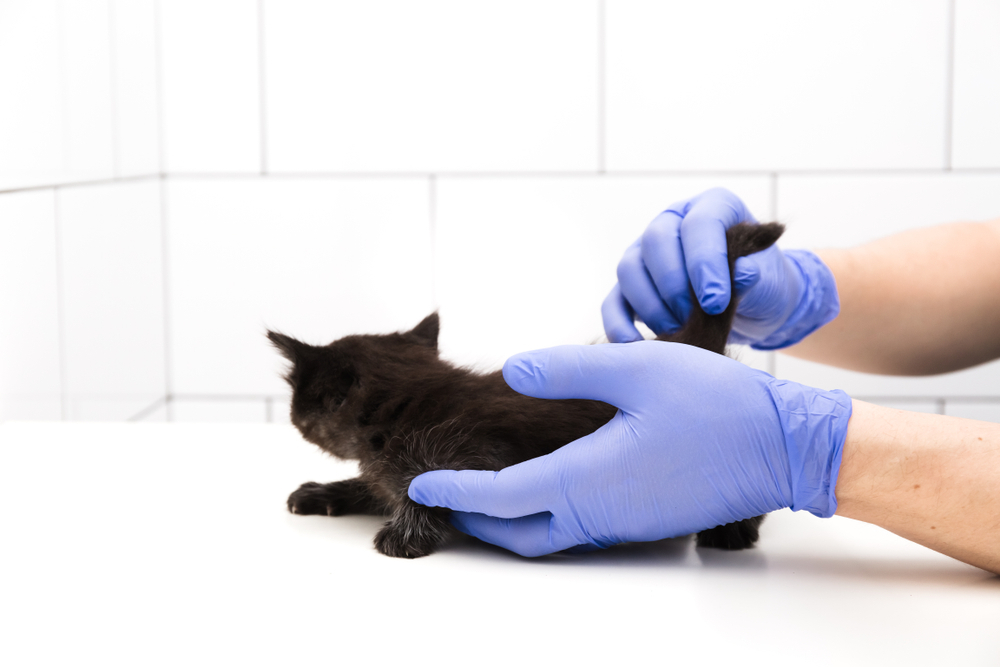 Checkup and treatment of kitten by a doctor at a vet