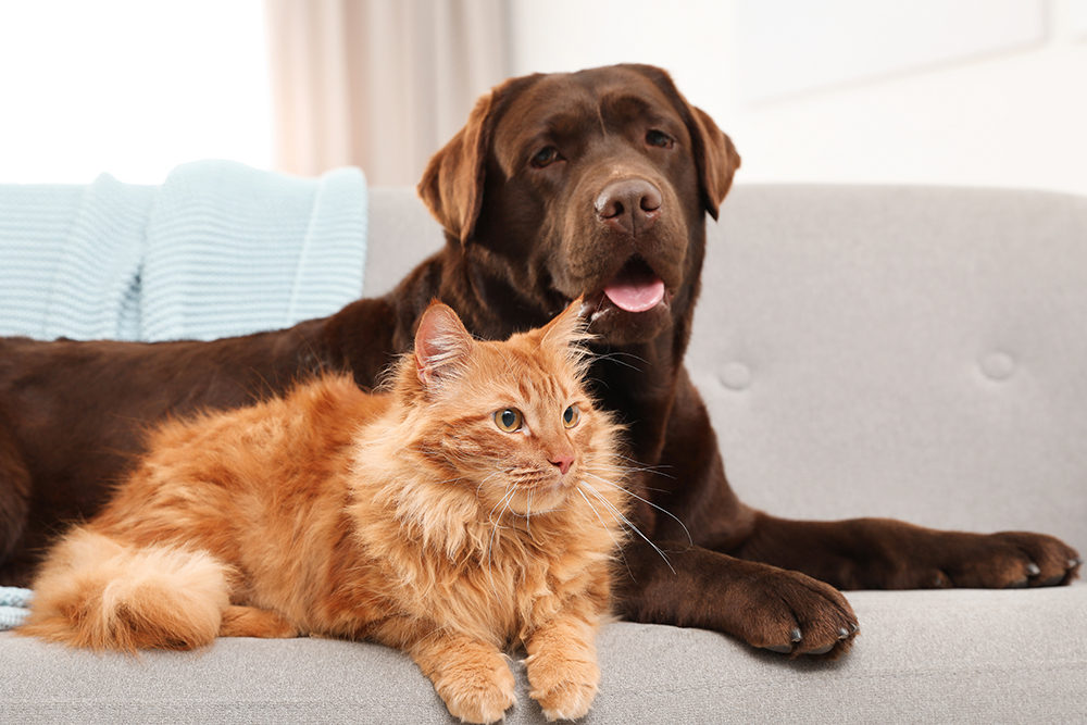 chocolate dog and red cat sitting together on the couch