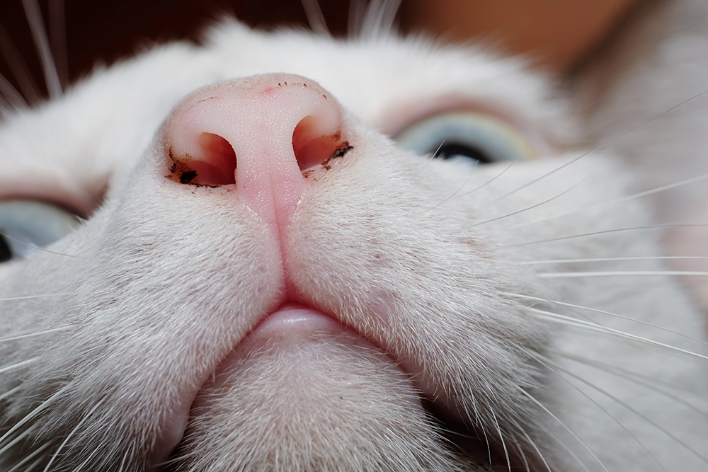 close up white cat with dirty nose