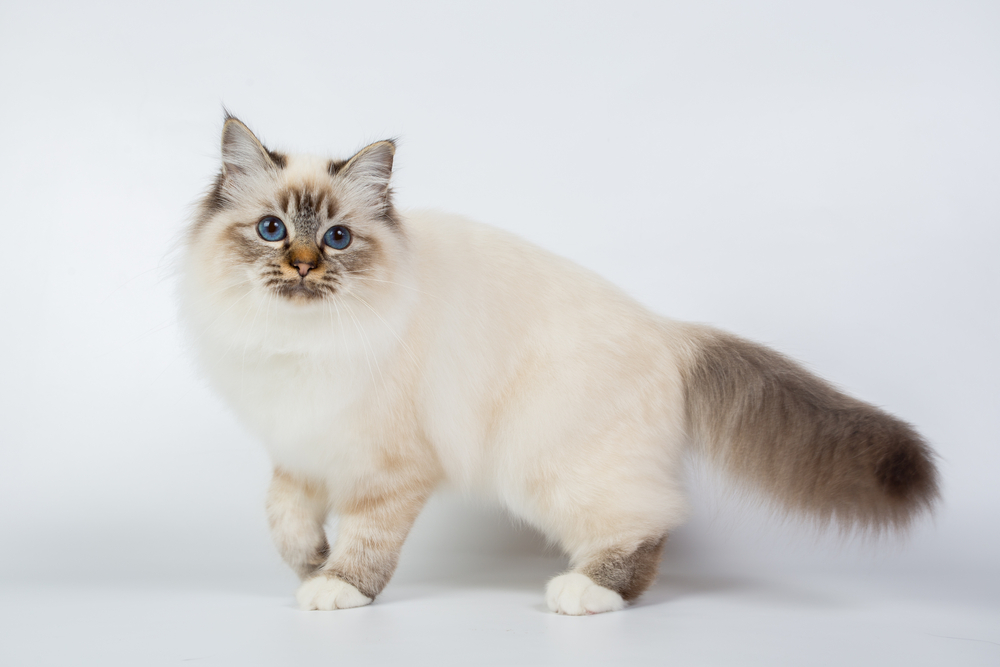 Cream Birman