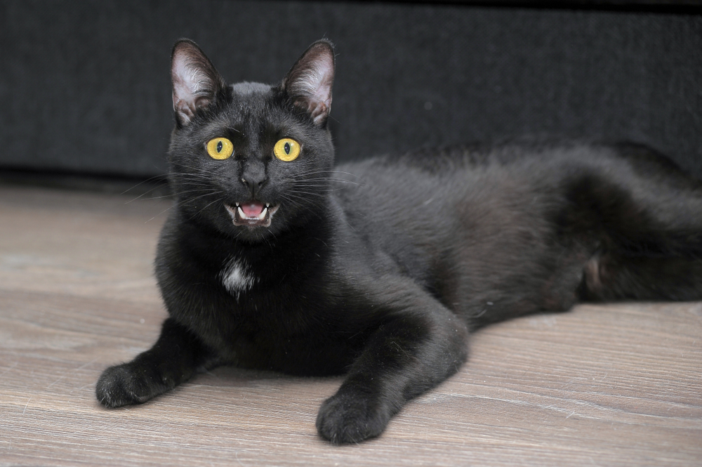 cute black bombay cat with bright yellow eyes