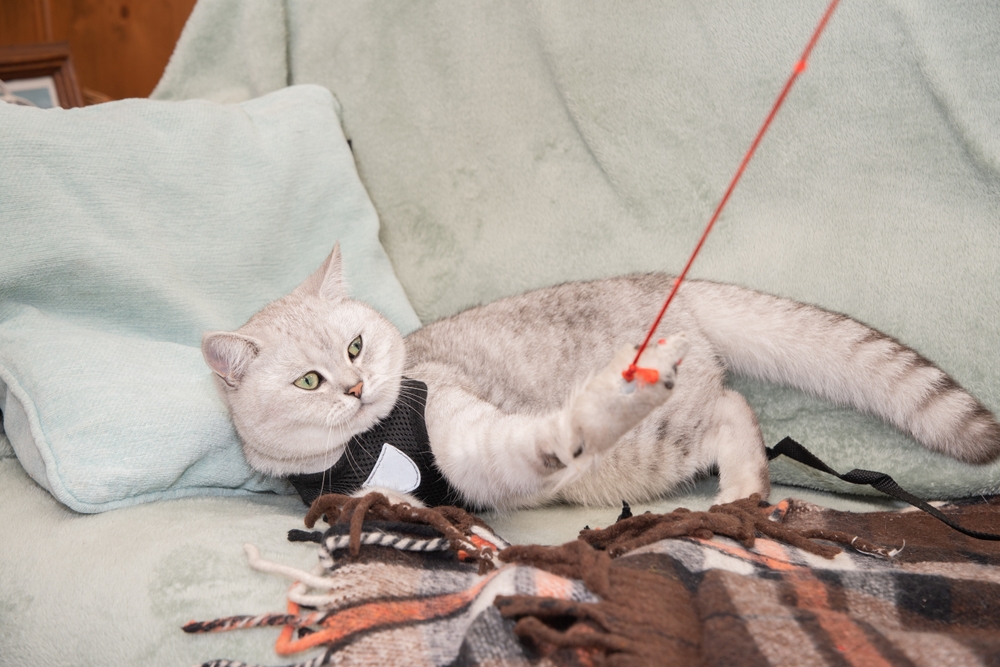 cute gray young scottish cat dressed on a cat leash lies on the couch