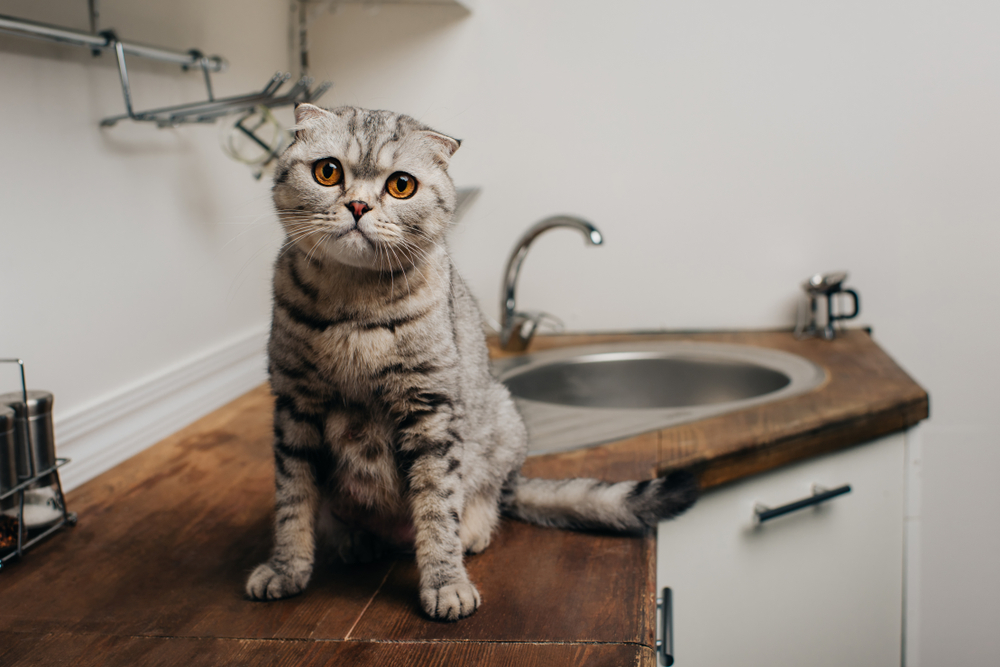 Cute tabby grey scottish fold cat sitting on Kitchen Counter