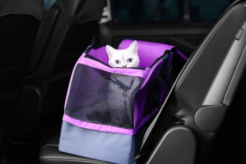 Cute white British Shorthair cat inside pet carrier in car