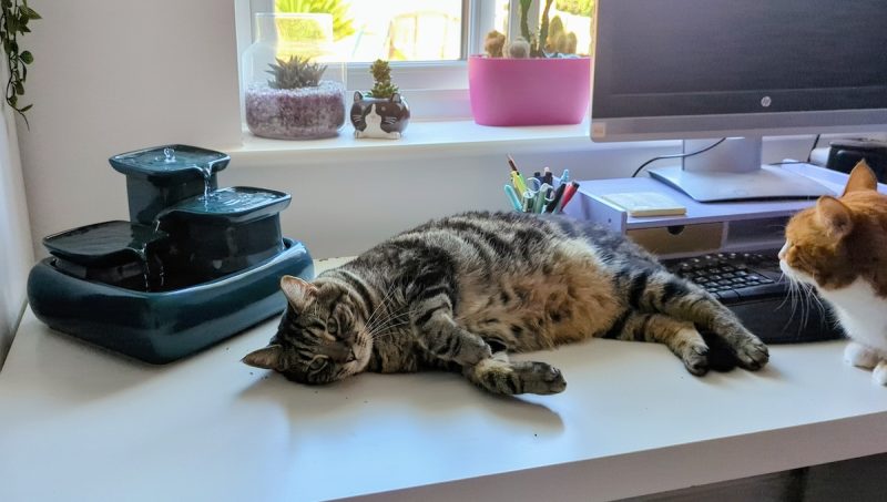 Cyril assesses the new fountain like he assesses most things; lying down.