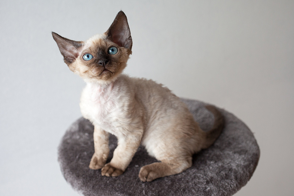 Devon rex kitten