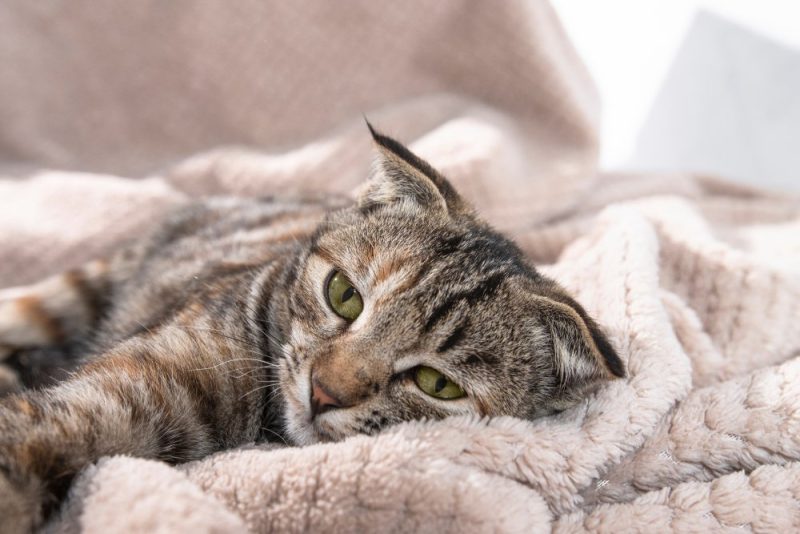 domestic striped kitten with a sad face feels sick