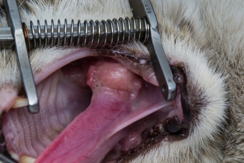 eosinophilic granuloma in the mouth of a cat