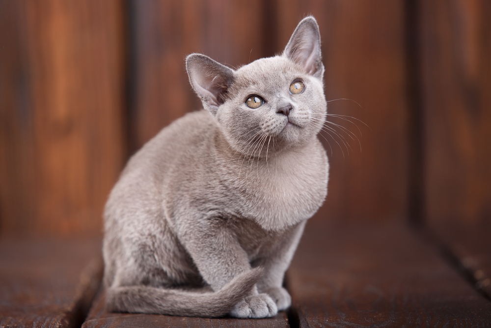 European Burmese cat sitting on wooden floor