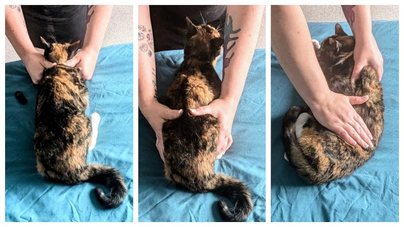 Feline massage is all about flat pressure and slow strokes.