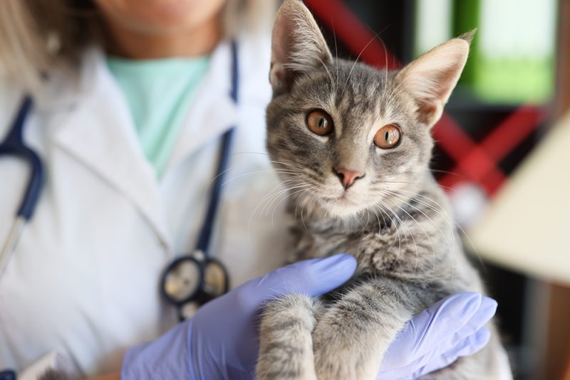 female veterinarian holding a cat