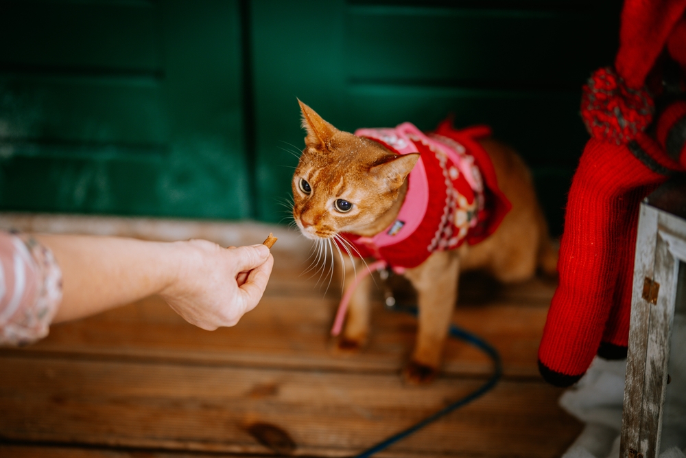 ginger cat in a red sweater being offered a treat by owner