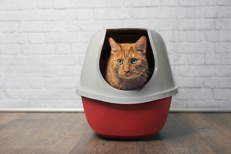 ginger cat inside red grey enclosed litter box