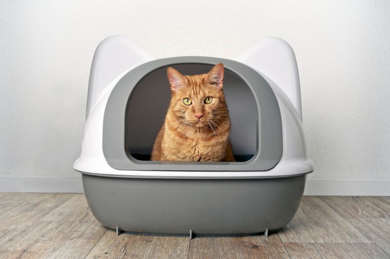 Ginger cat sitting in a litter box