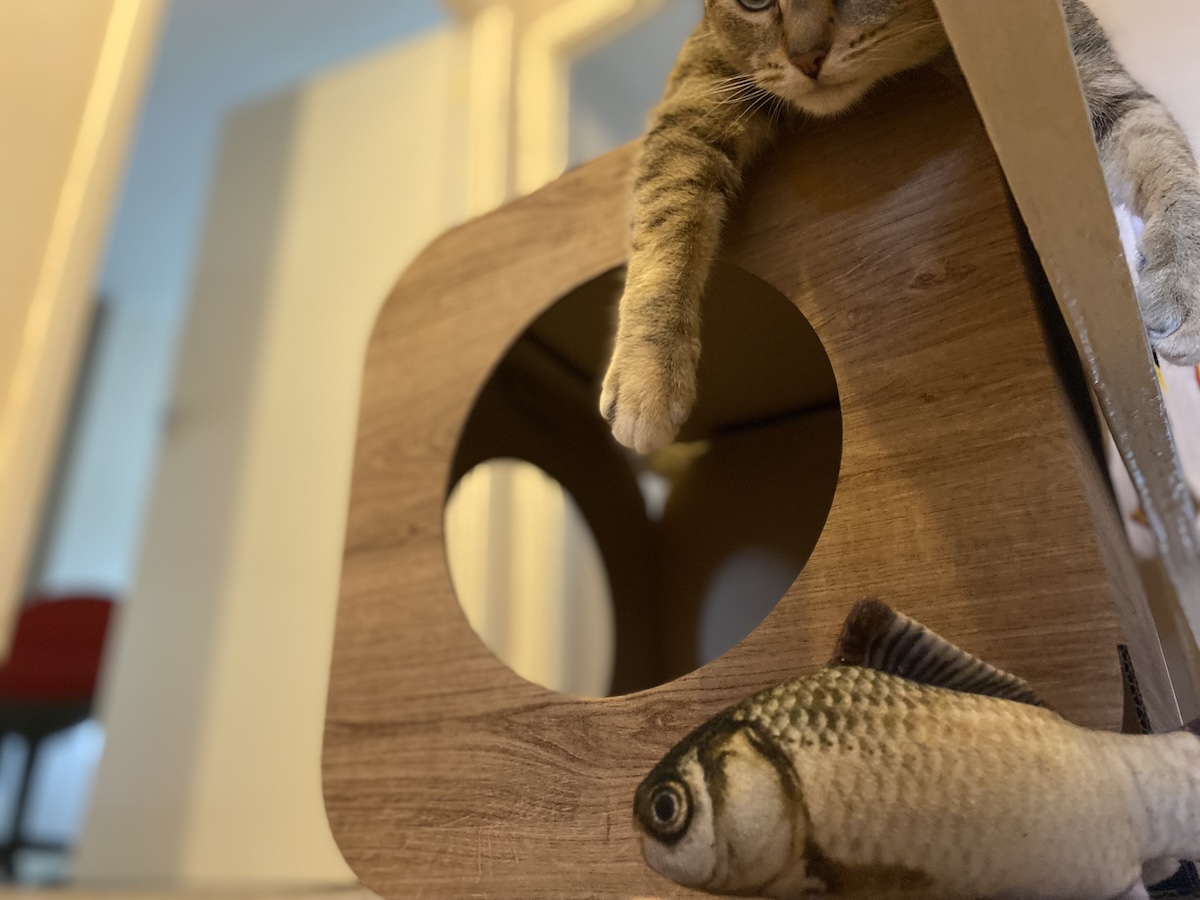 Good toys are significantly larger than a cat's mouth, and designed specifically for cats- like Tiller's favourite fish.