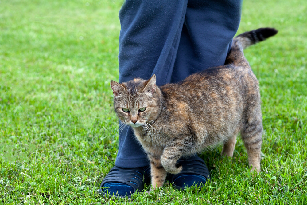 Gray-cat-rubbing-against-womans-leg