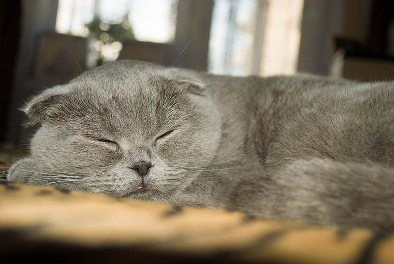 grey scottish fold sleeping