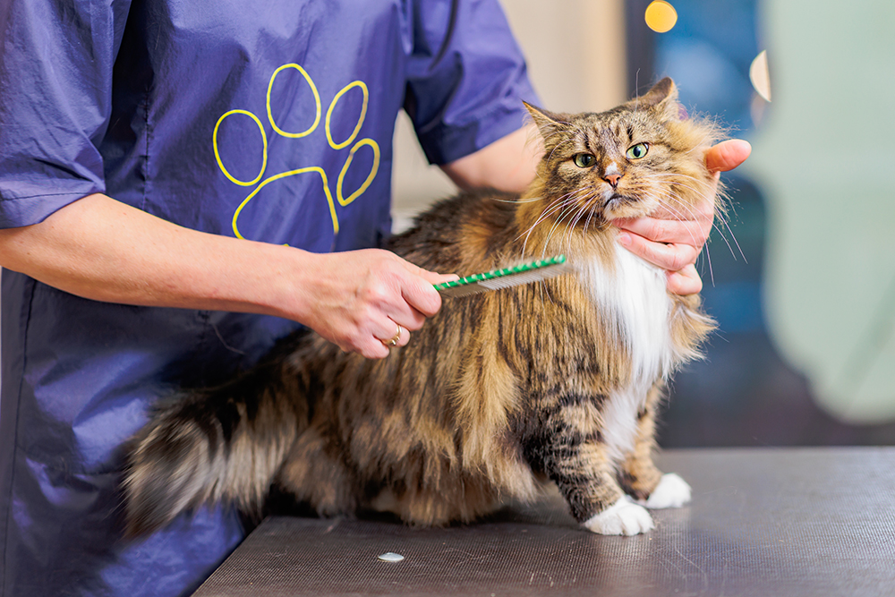 groomer brushing a maine coon cat