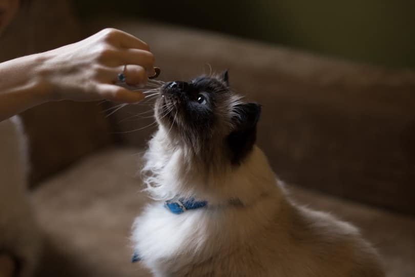 himalayan cat eating treat