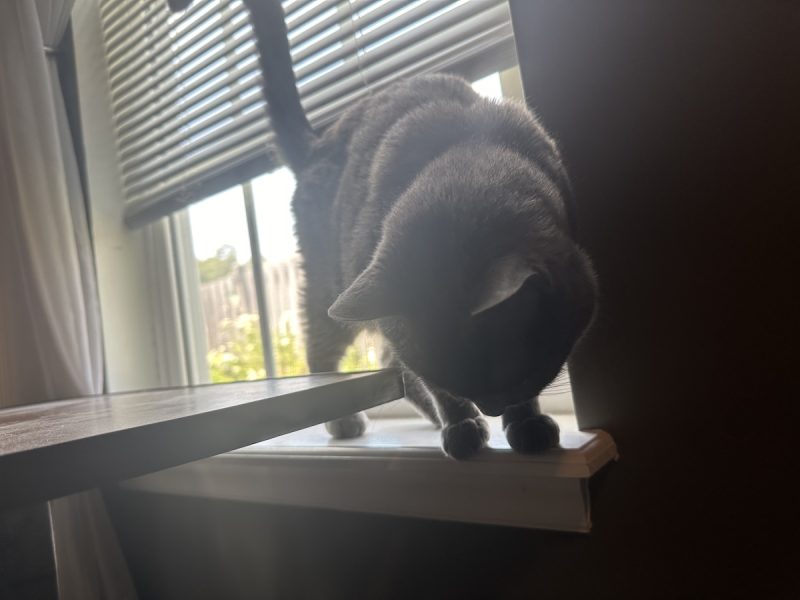 I attacked the blinds; my work here is complete.