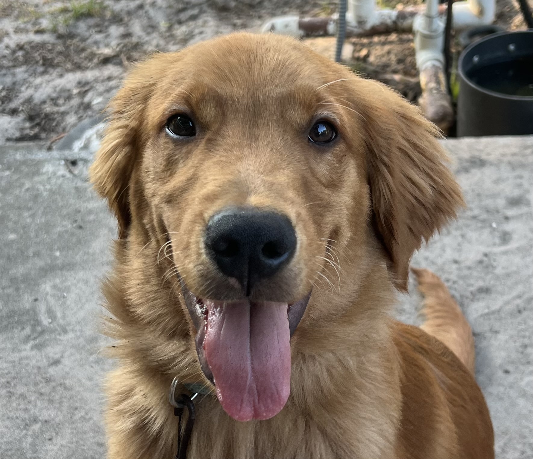 paddock park animal clinc golden retriever