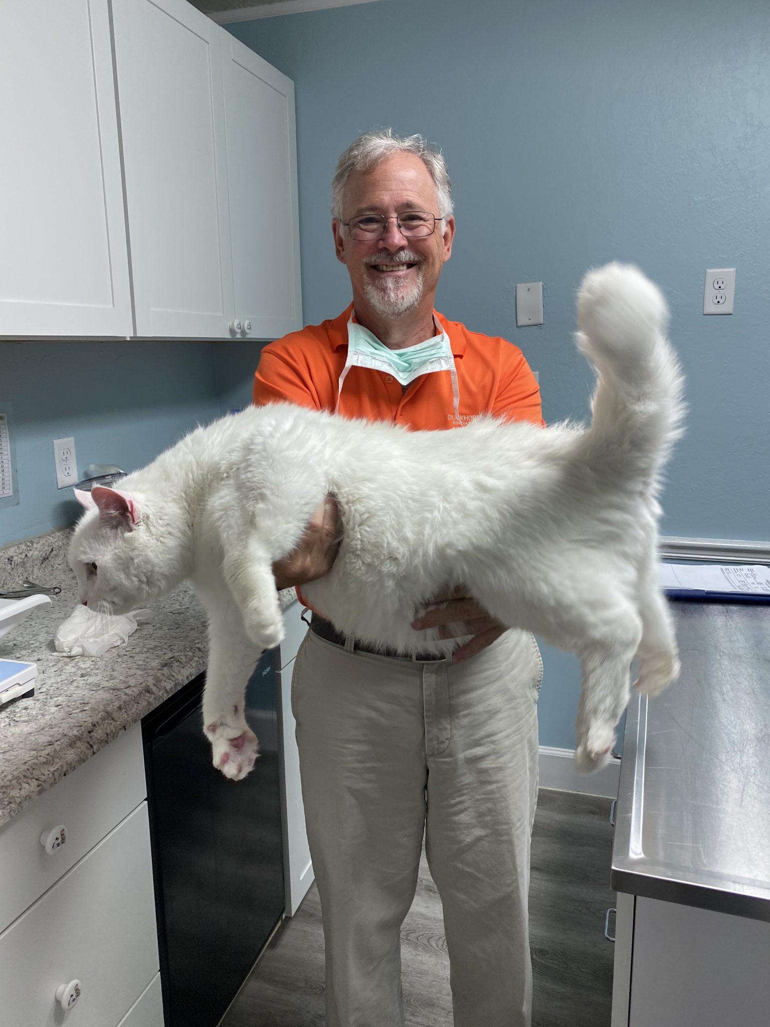 paddock park animal clinc1 white maine coon