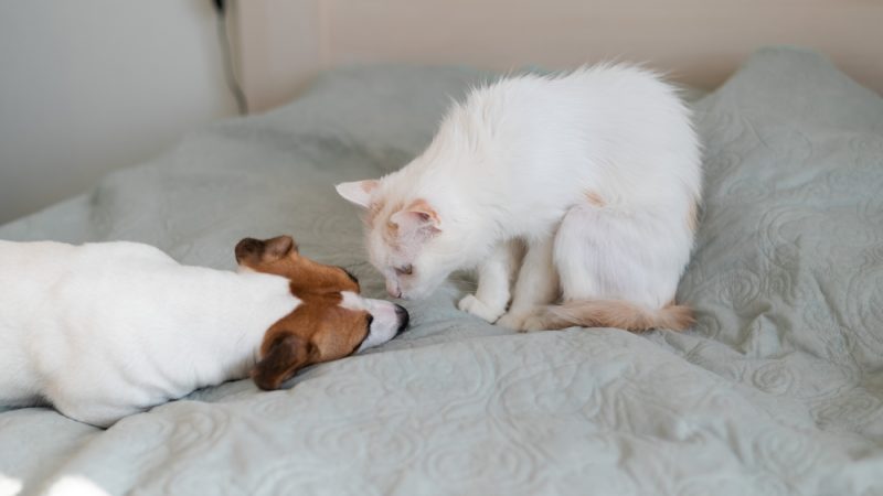 Jack russell terrier dog and a white cat on the bed