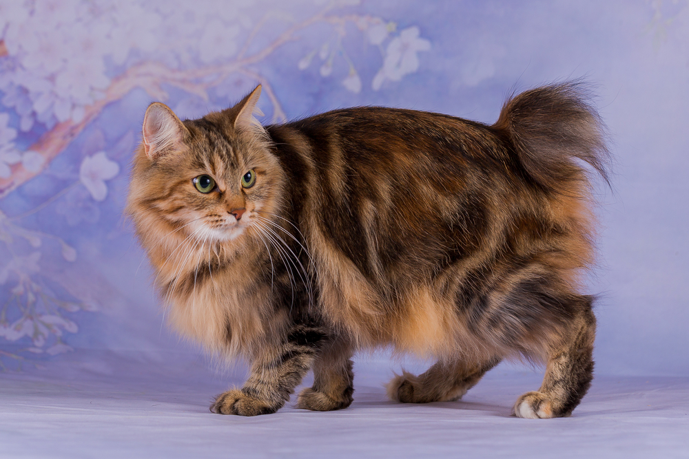 japanese-bobtail-cat-longhair