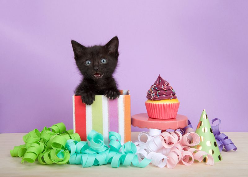 Kitten inside a present box for a prty