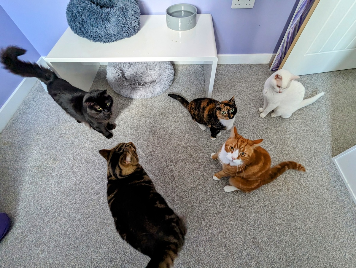 Life with 5 cats: it's not easy, but it's not all bad news!