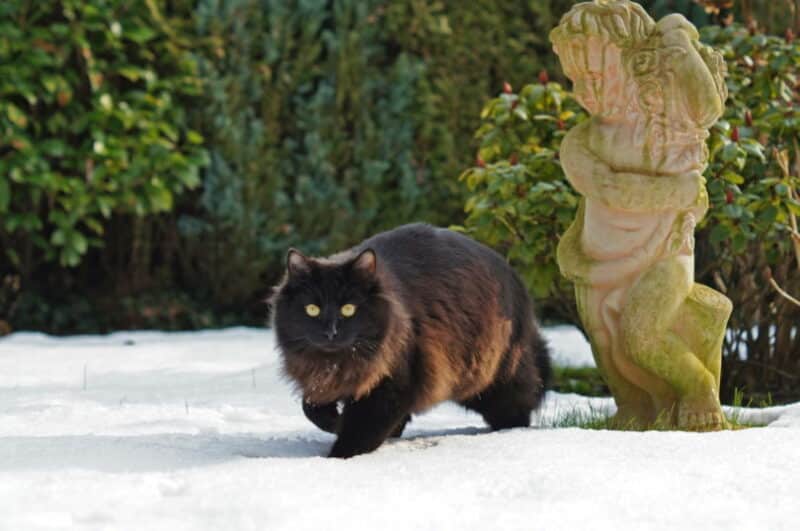 black long-haired cat winter snow