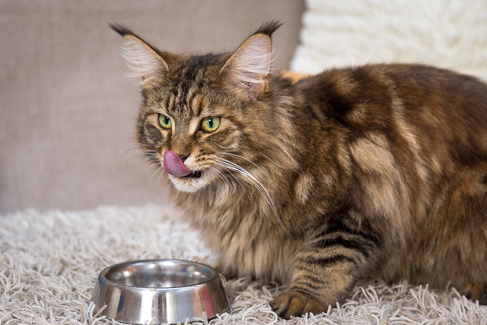 maine coon cat finished eating