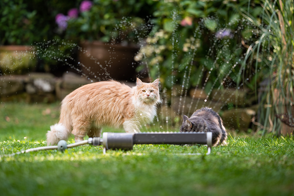 two maine coon cats playing with the sprinkler