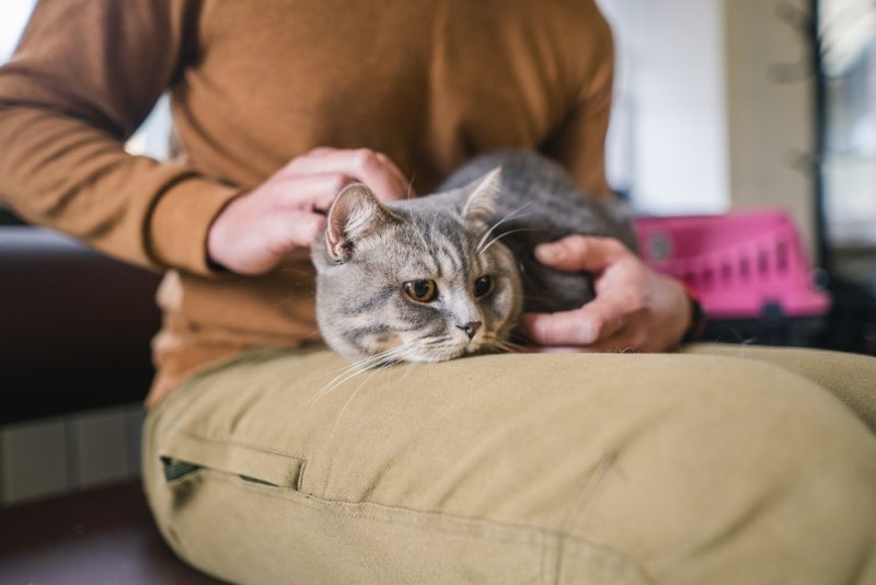 man holding a cat in a waiting room at vet clinic