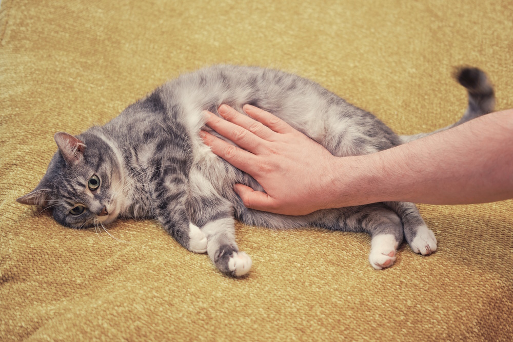 mans hand on cat stomach