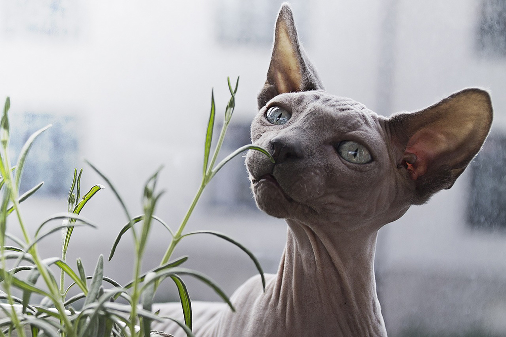 mink sphynx smelling the leaves