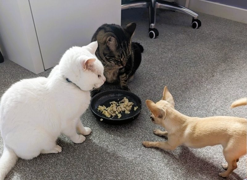 Ned the Chihuahua vs the Cats.