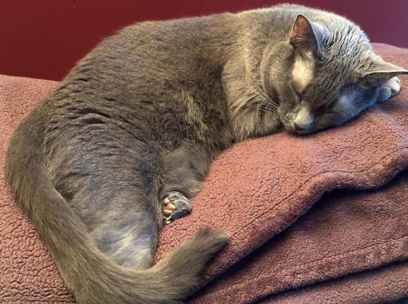 Olga sleeping on the blanket