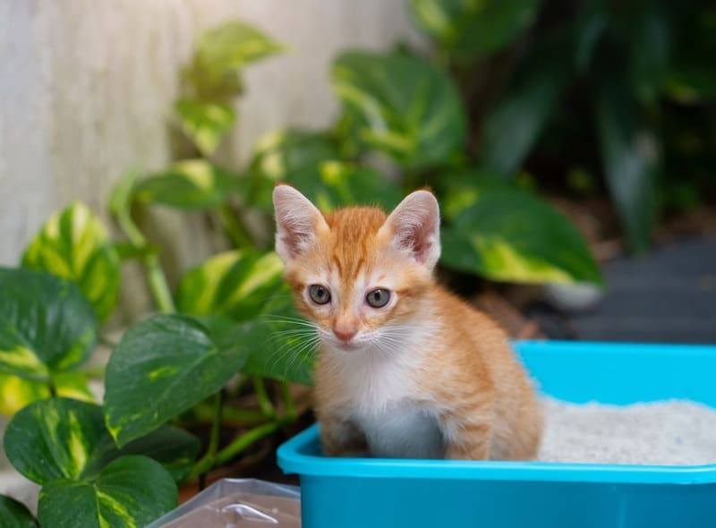 How to potty train a cat to go outside best sale