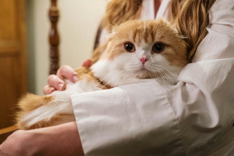 Orange cat snuggling with owner