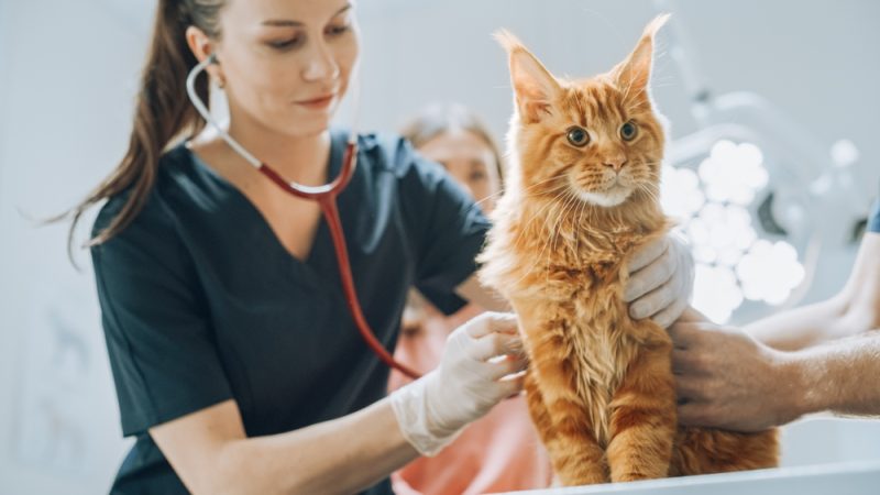 orange Maine Coon cat being examined by a vet with stethoscope