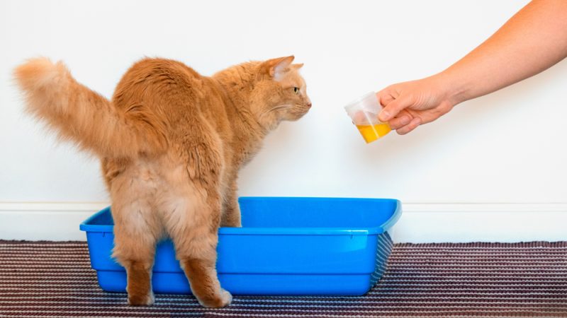 owner collecting urine of cat